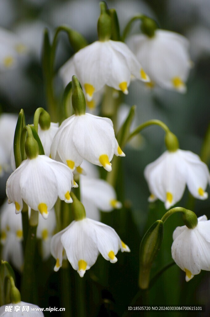 雪花莲