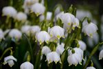 雪花莲