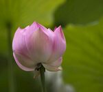莲花