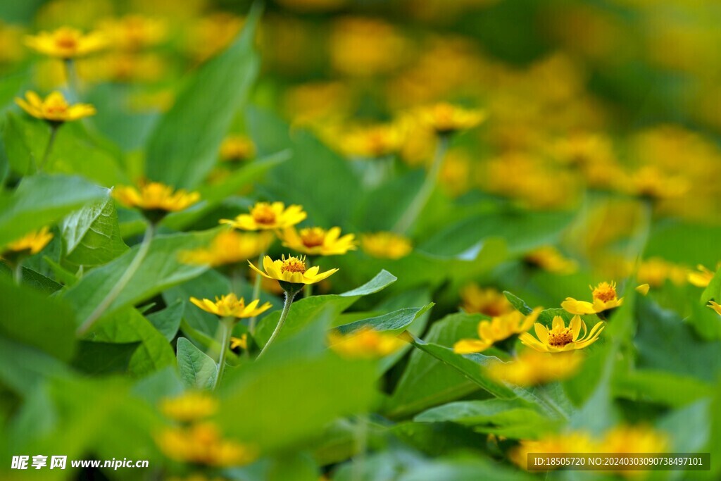 雏菊