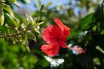 芙蓉