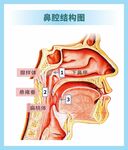 医用挂图  鼻腔结构图  矢量