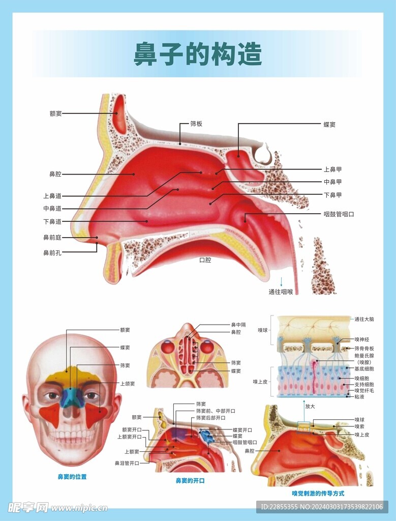 医用挂图  鼻子的构造构图  