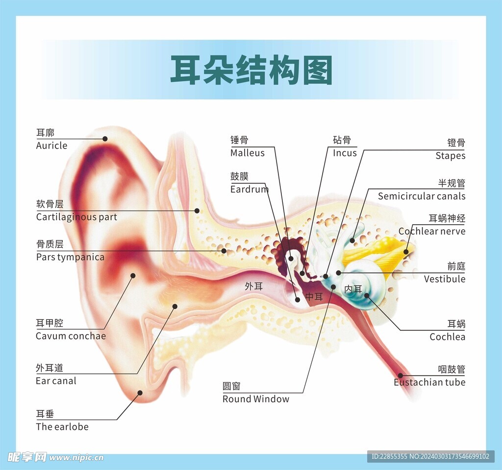 医用挂图 耳朵结构图  矢量 