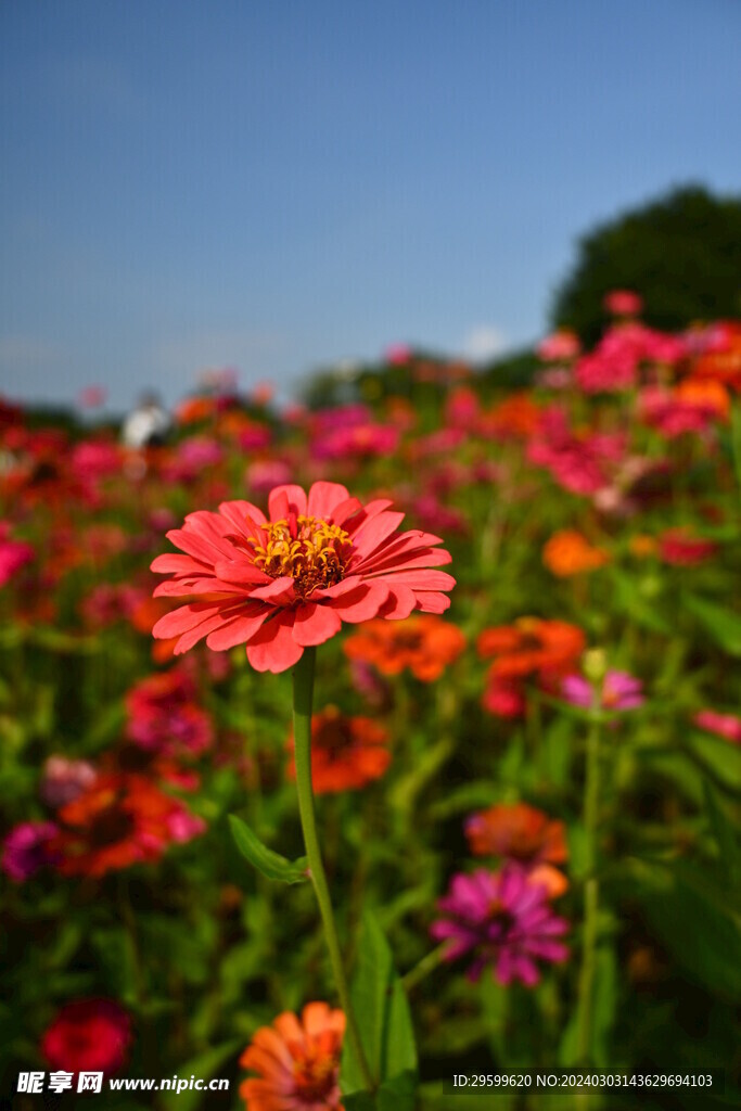  百日菊  