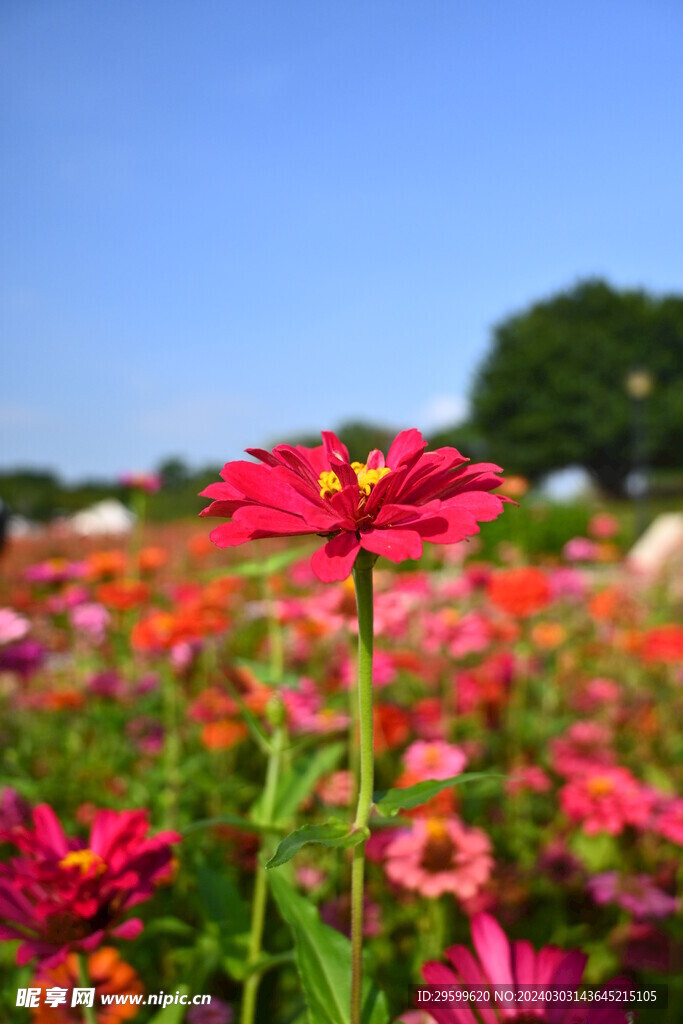  百日菊 