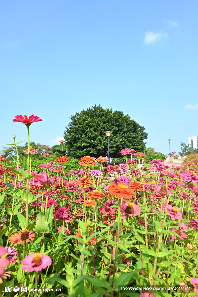  百日菊 