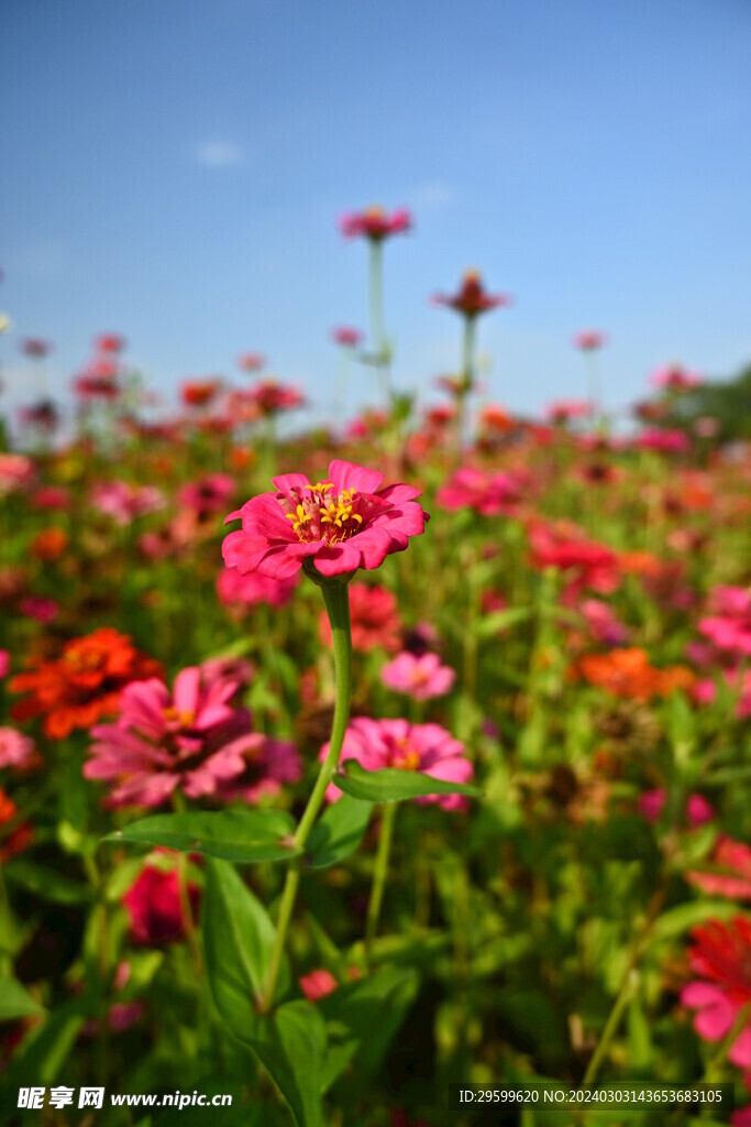  百日菊 