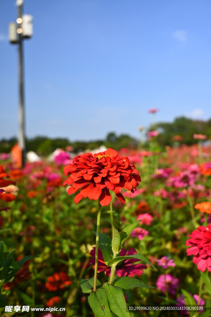  百日菊  