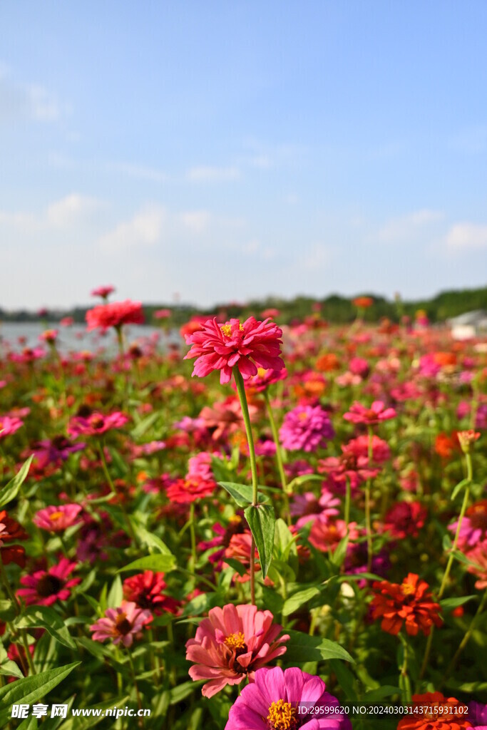  百日菊 