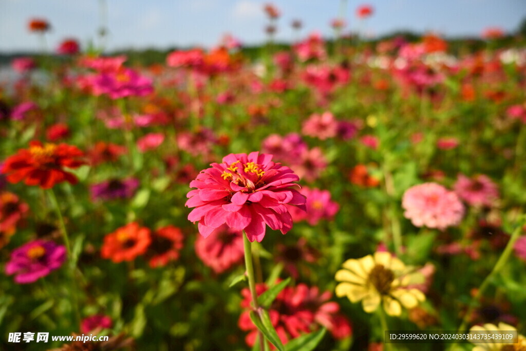  百日菊  