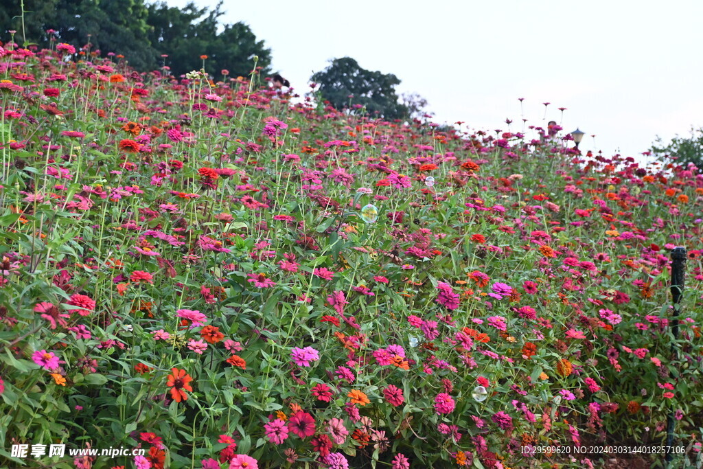  百日菊  