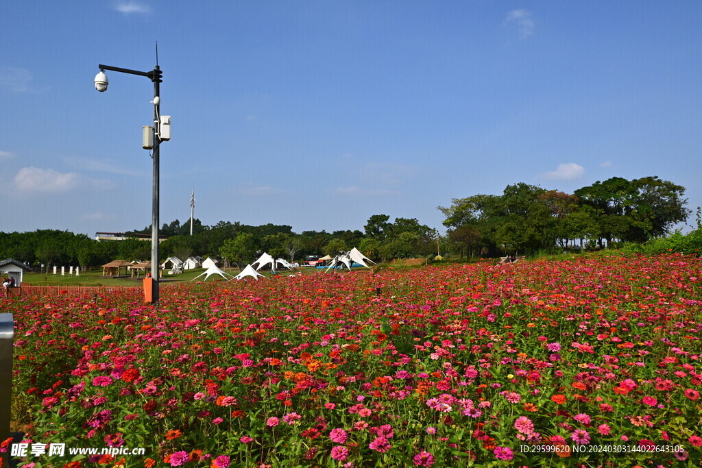  百日菊 