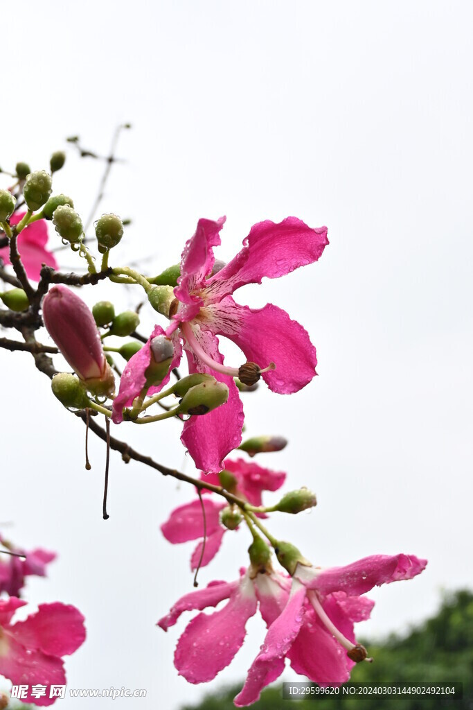 紫荆花  