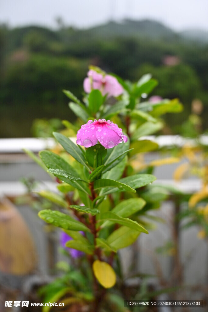 长春花 