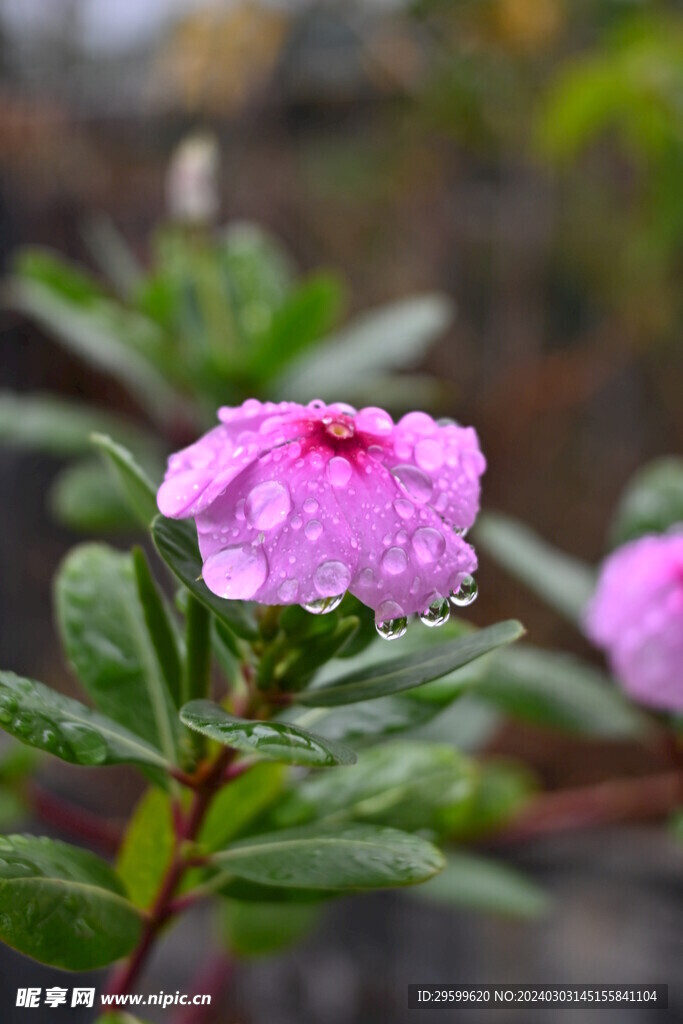 长春花 