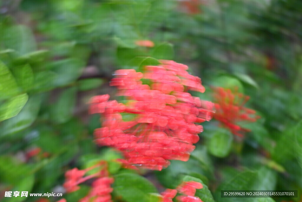 龙船花  