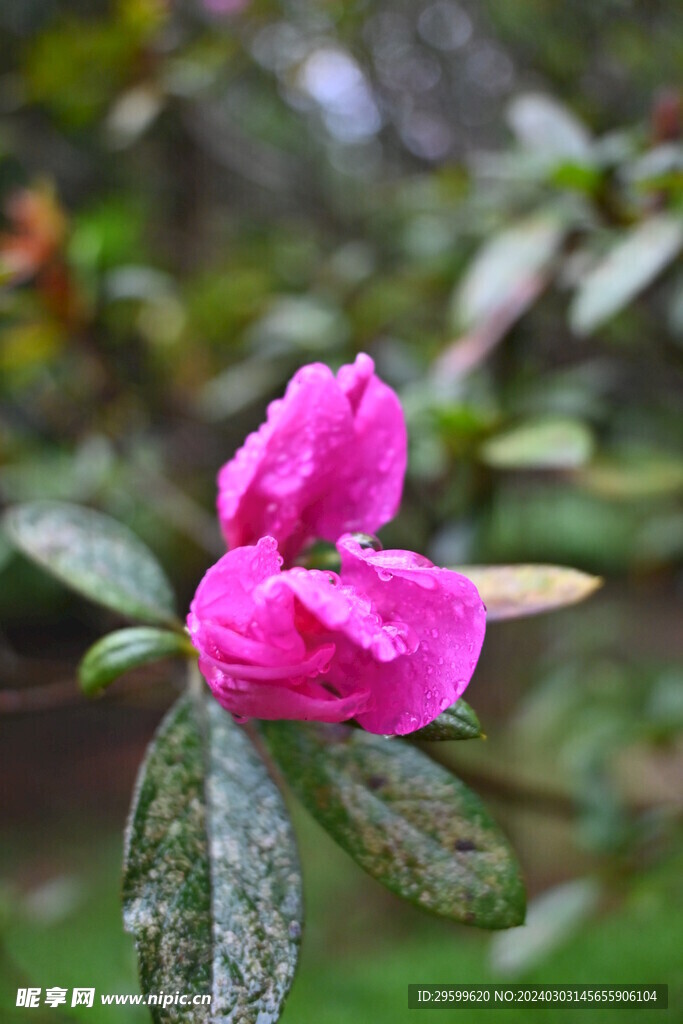 杜鹃花 