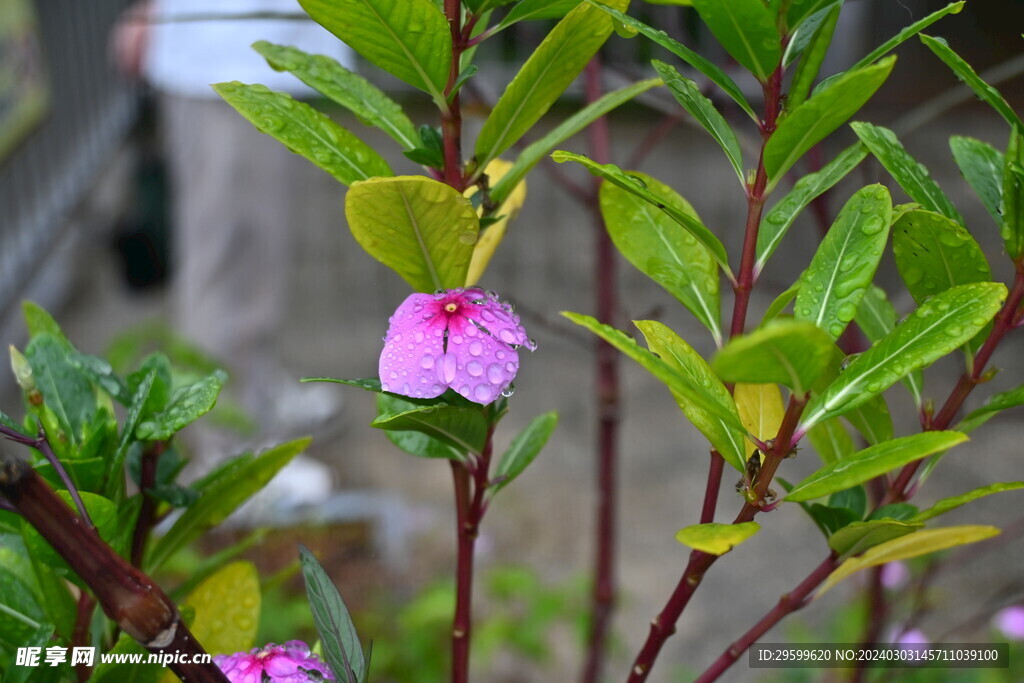 长春花 