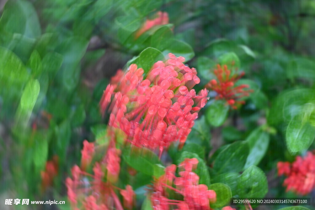 龙船花  