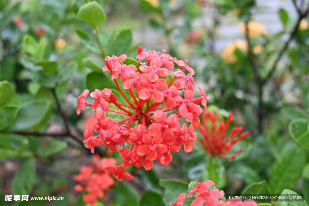 龙船花  