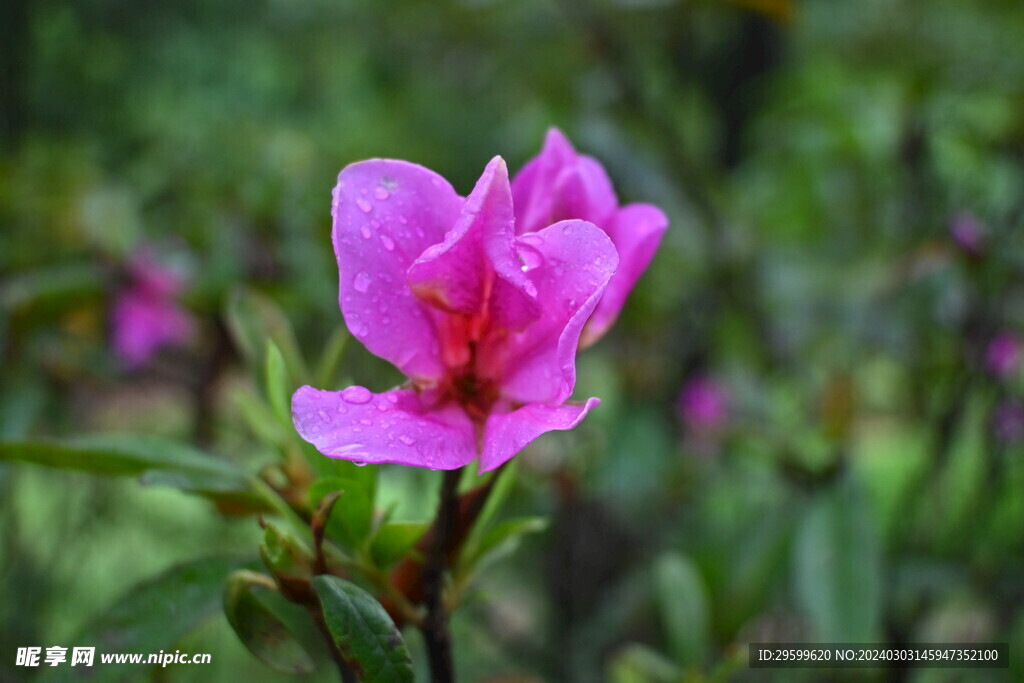 杜鹃花  