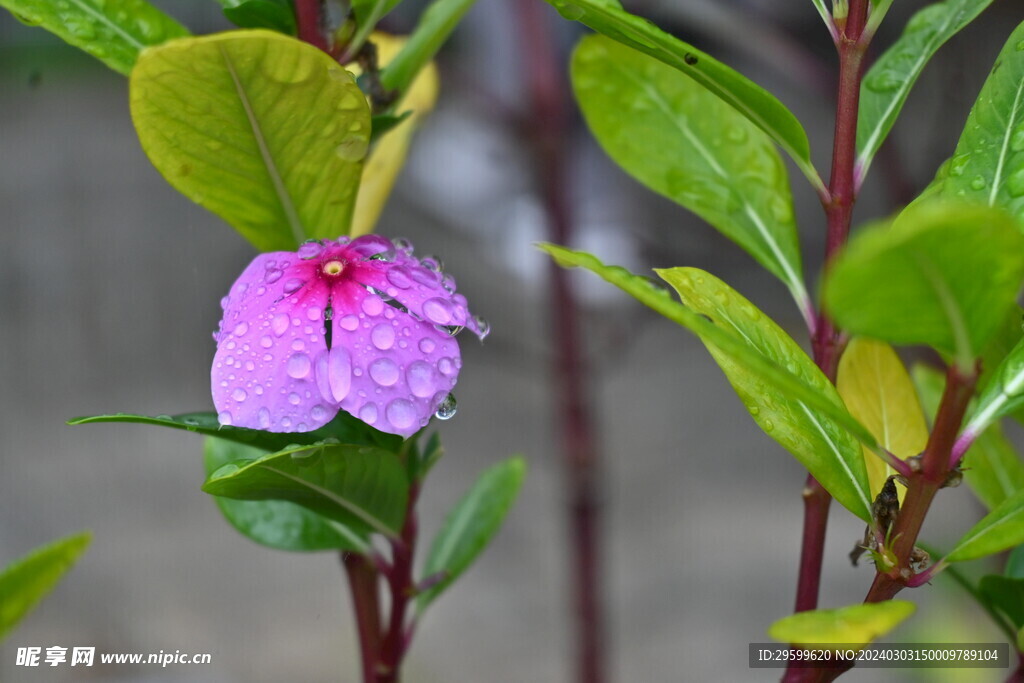 长春花 