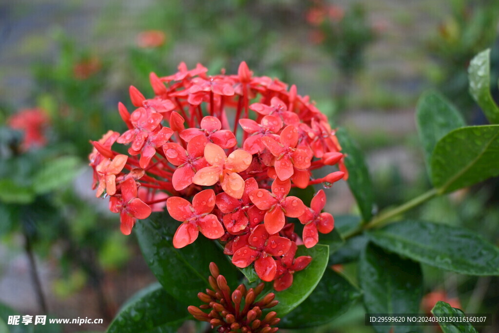 龙船花  