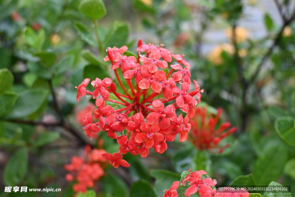 龙船花 