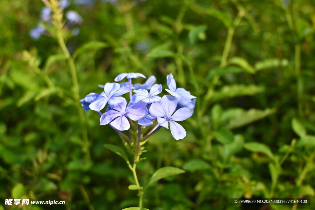 蓝花丹 