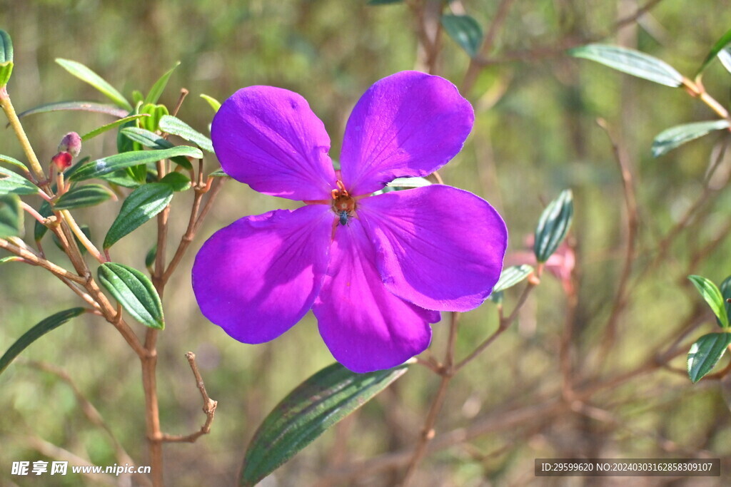 杜鹃花  