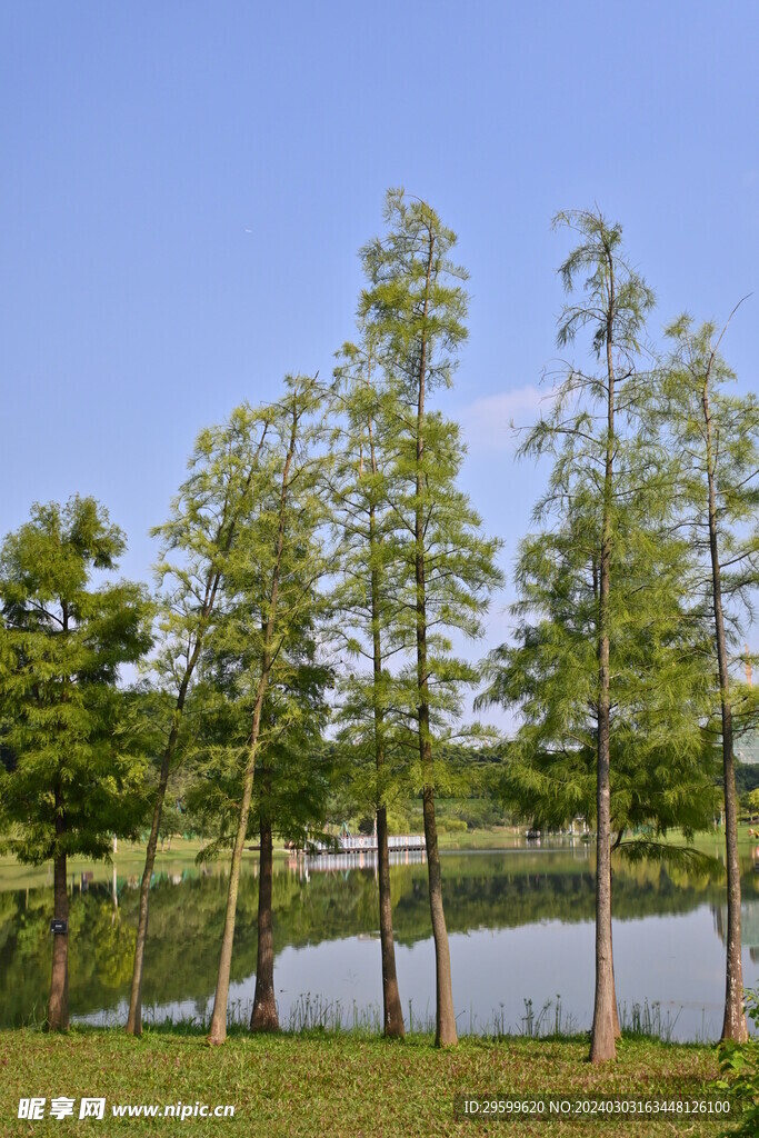 草地森林 