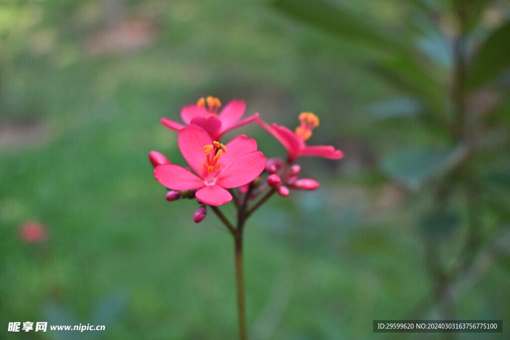 变叶珊瑚花  