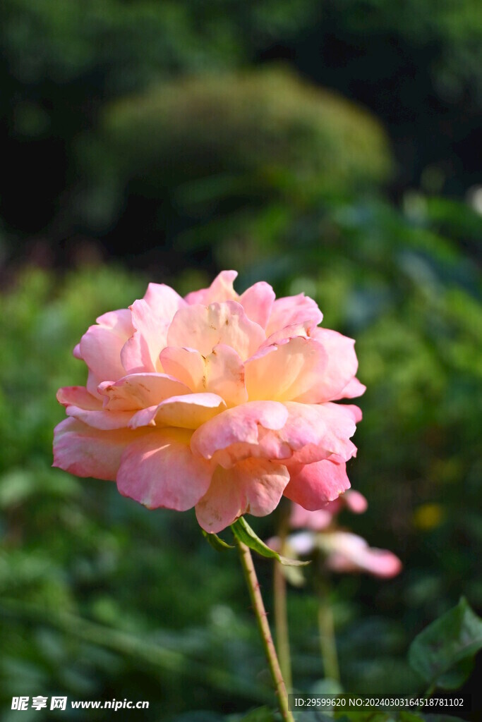 玫瑰花  
