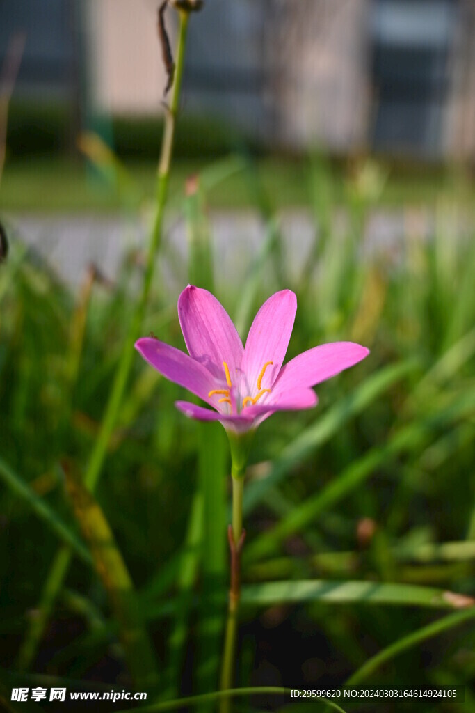 水仙花  