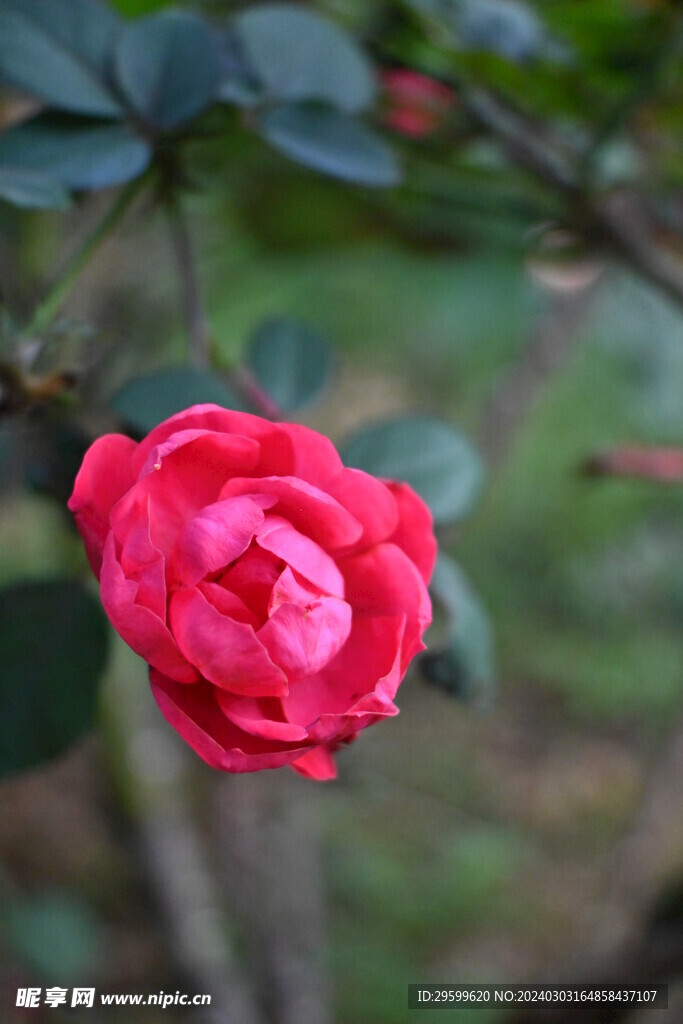 玫瑰花 