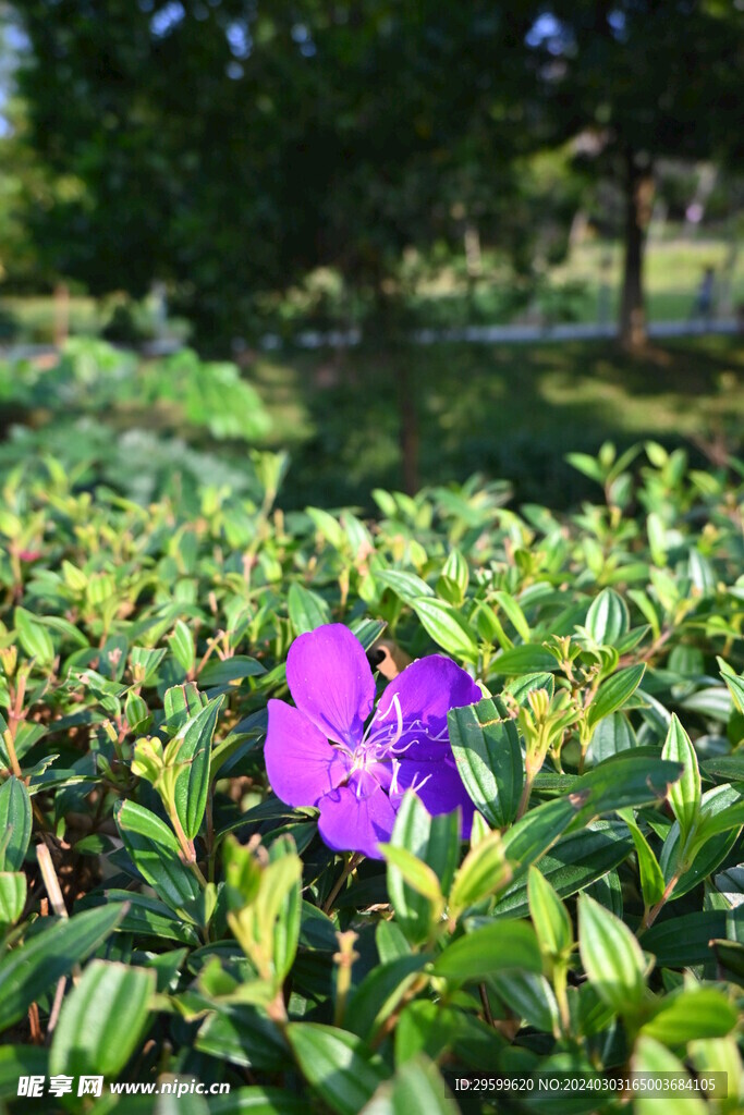 杜鹃花 