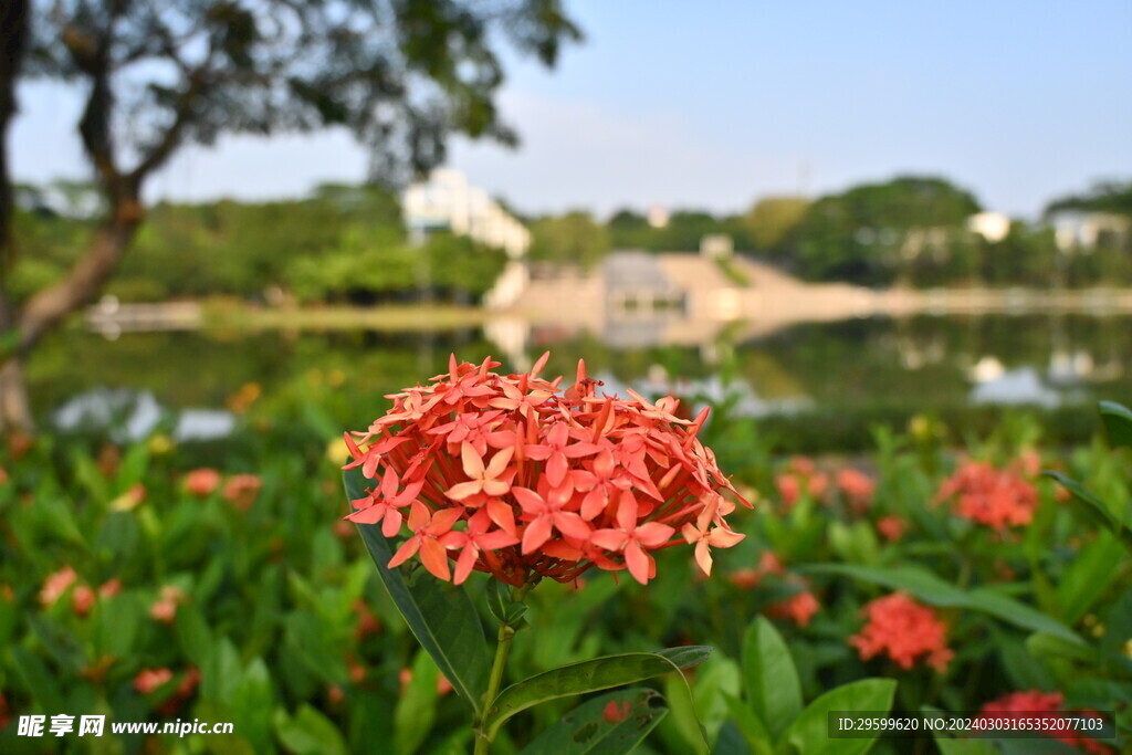 龙船花 