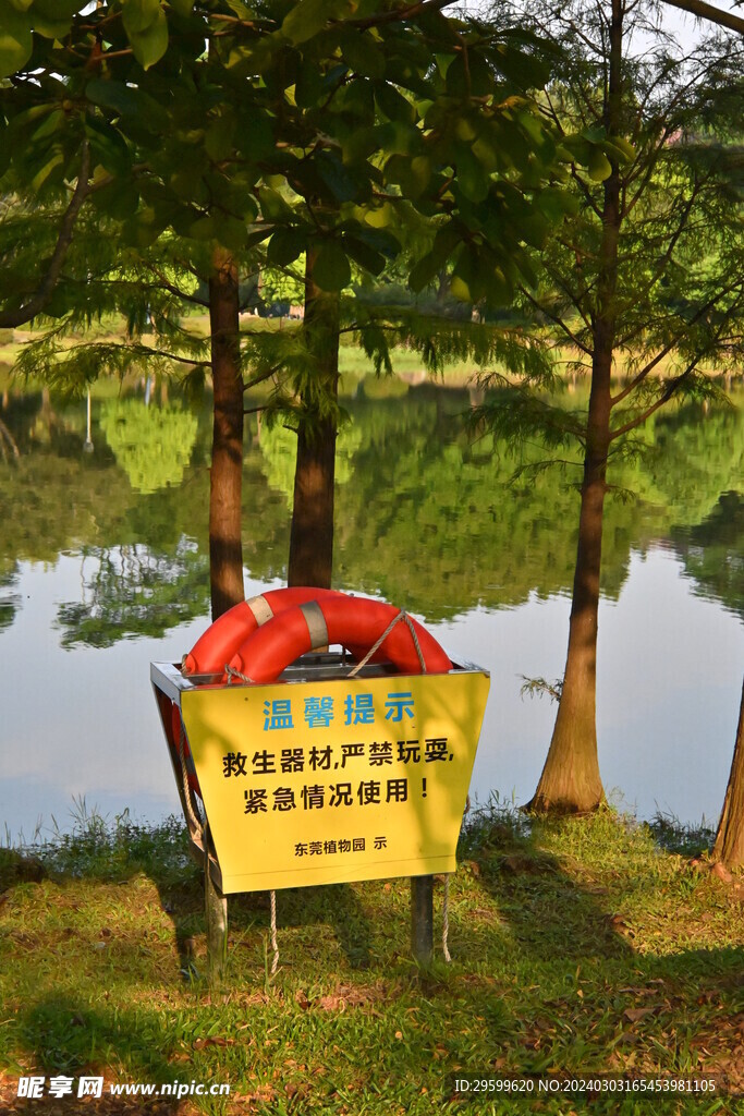 大树 