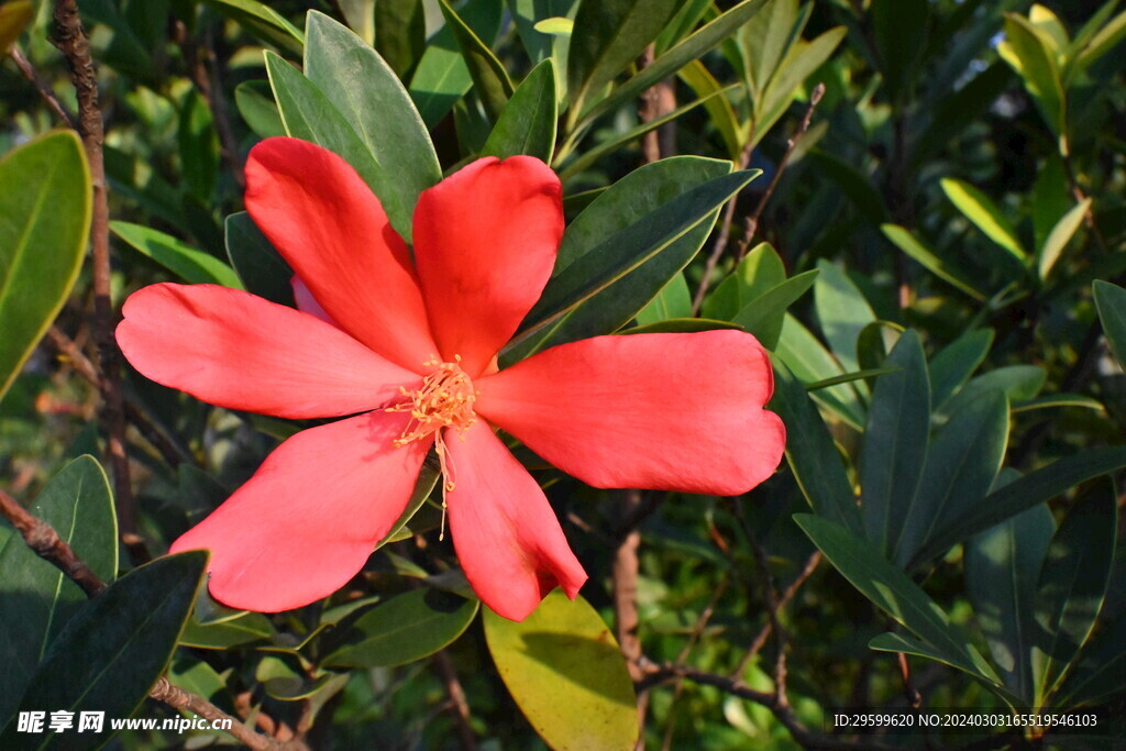 山茶花  