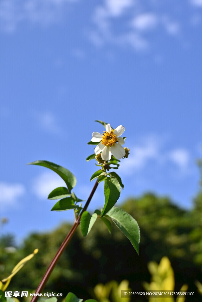 鬼针草 