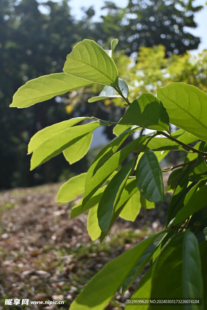 树叶 