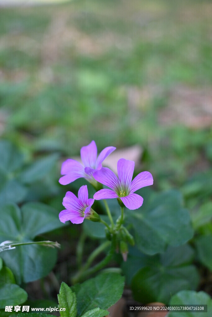 醡浆草 