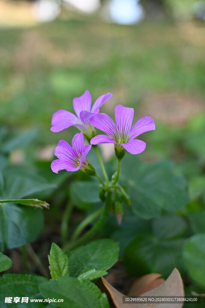 醡浆草  