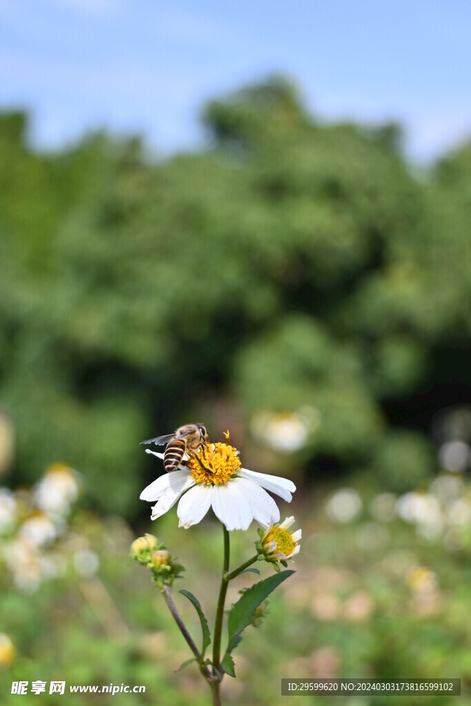 鬼针草 