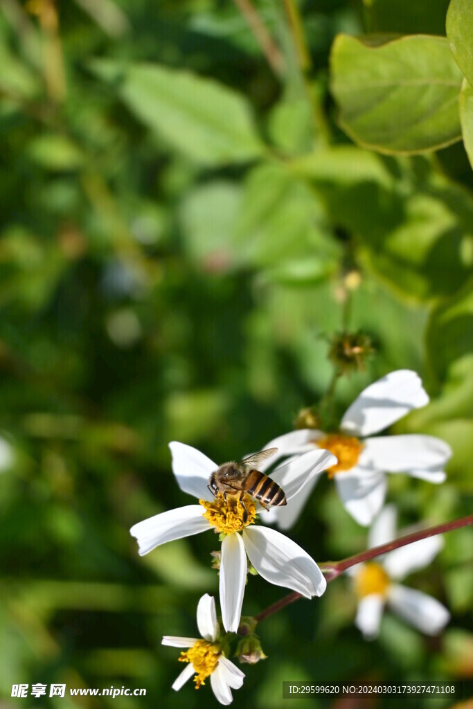 鬼针草  