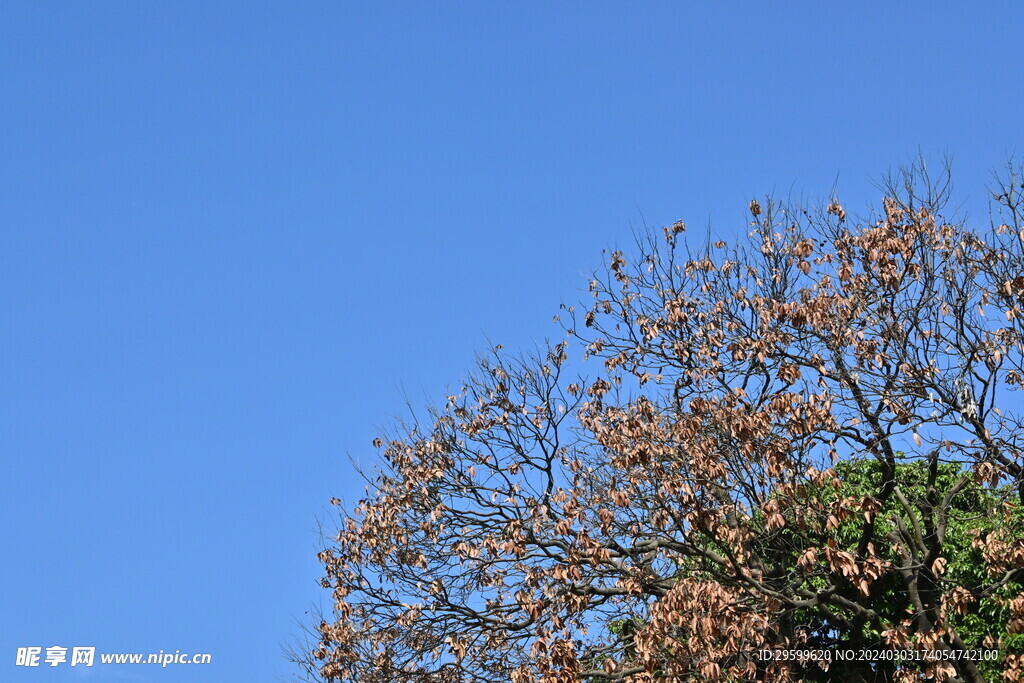 树枝天空  