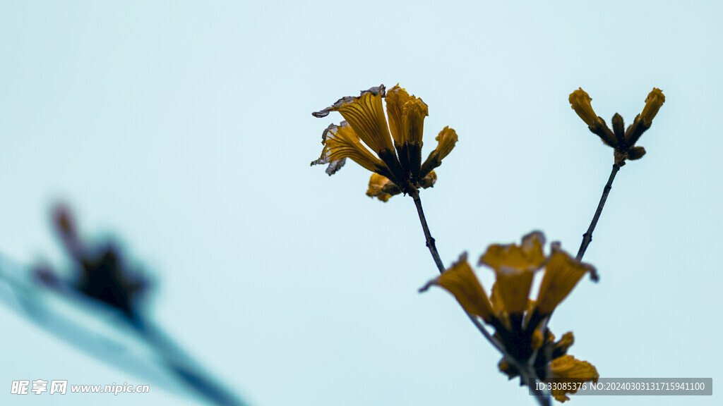 风铃花