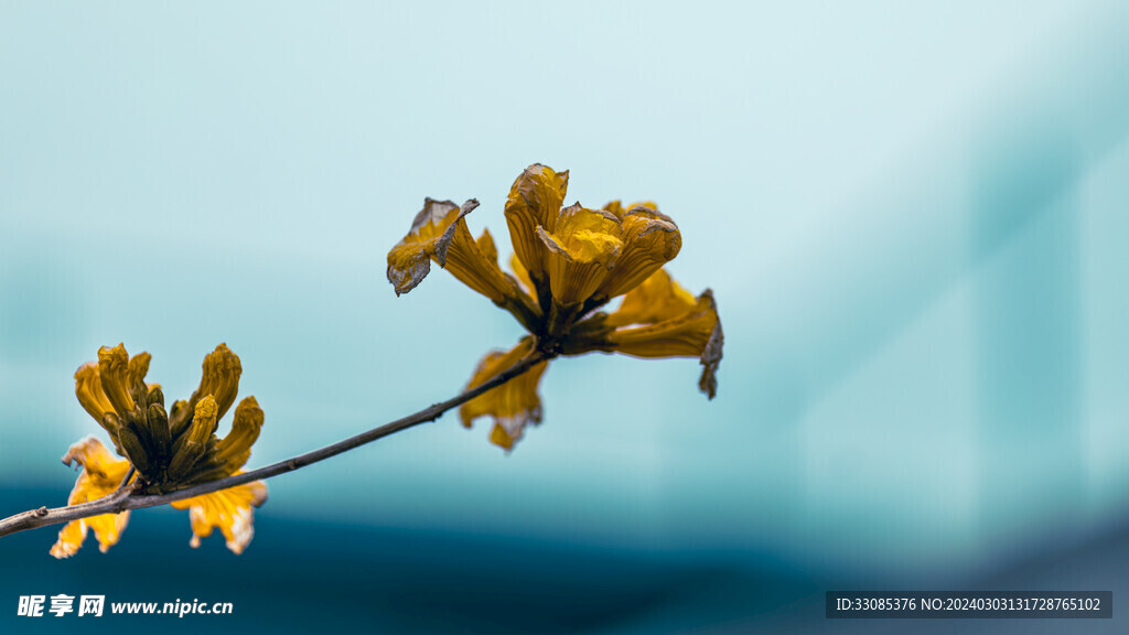 风铃花