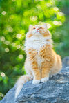 西伯利亚猫
